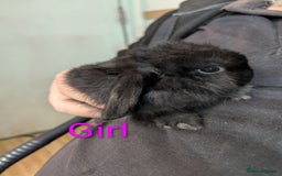 Mini Lop rabbits for sale: Very friendly mini lops! Perfect house bunnies!  - Advert 4