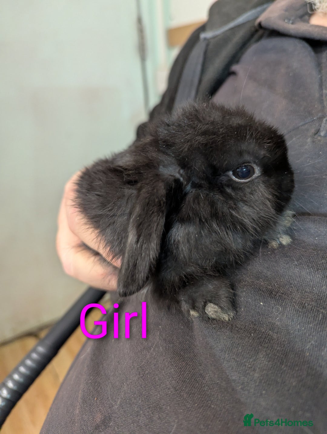 Mini Lop rabbits for sale: Very friendly mini lops! Perfect house bunnies!  - Advert 4