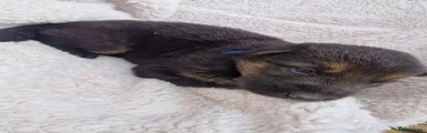 German Shepherd Puppy 2