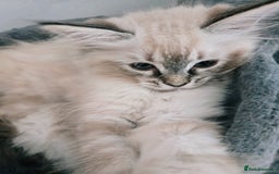 Ragdoll cats for sale: Purebred Lynx/Blue point Ragdoll kittens, 1 left!! - Image 30
