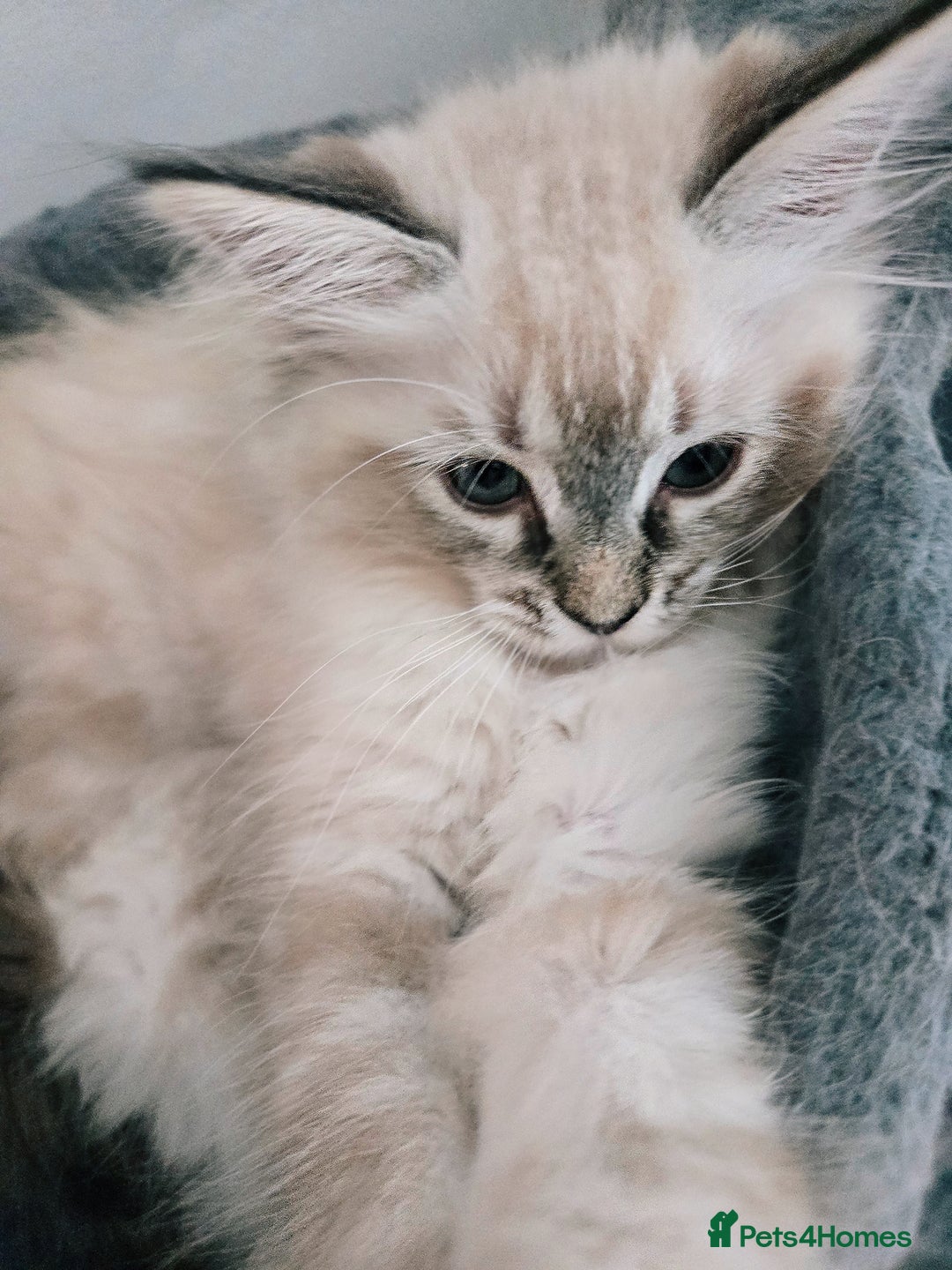 Ragdoll cats for sale: Purebred Lynx/Blue point Ragdoll kittens, 1 left!! - Image 30