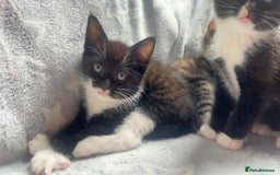 Mixed Breed cats for sale: kittens ready for reservation  - Image 4