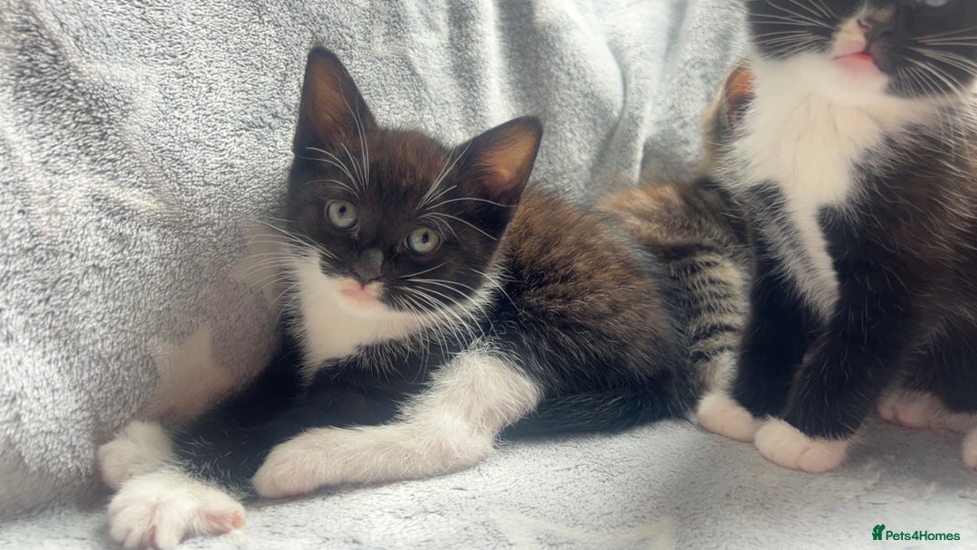 Mixed Breed cats for sale: kittens ready for reservation  - Image 4