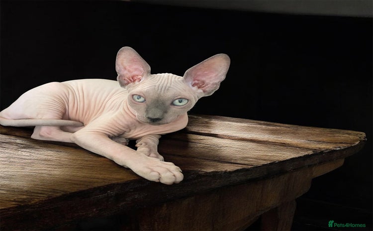 Sphynx cats - Advert 3