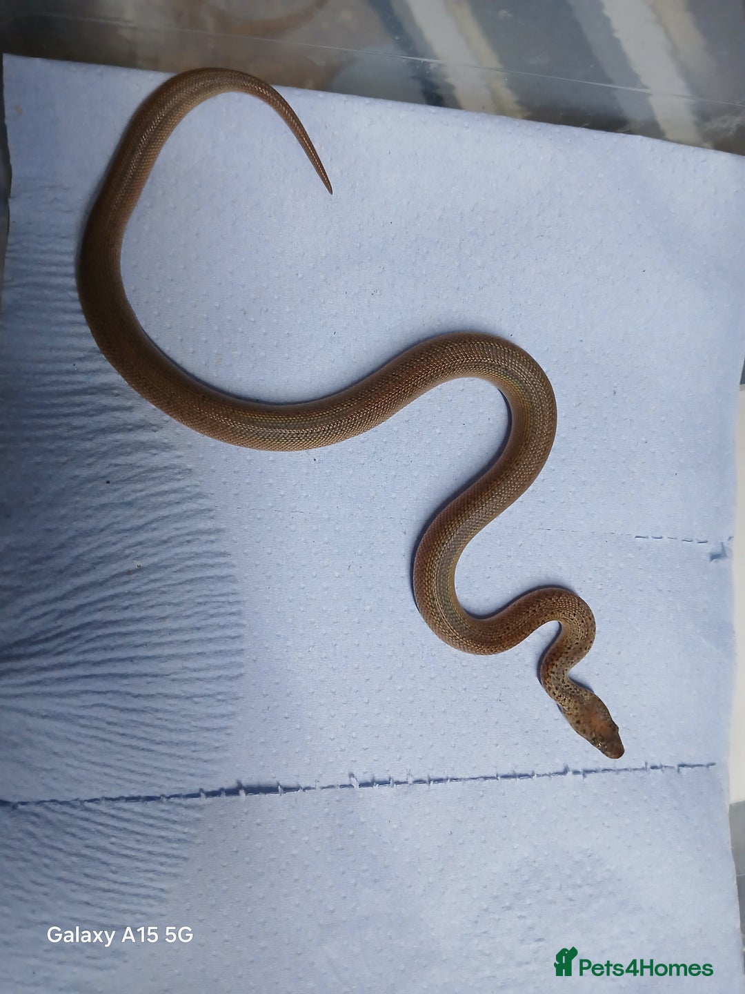 Python Snake reptiles for sale: Reduced Pattern Granite Spotted Python - Image 3