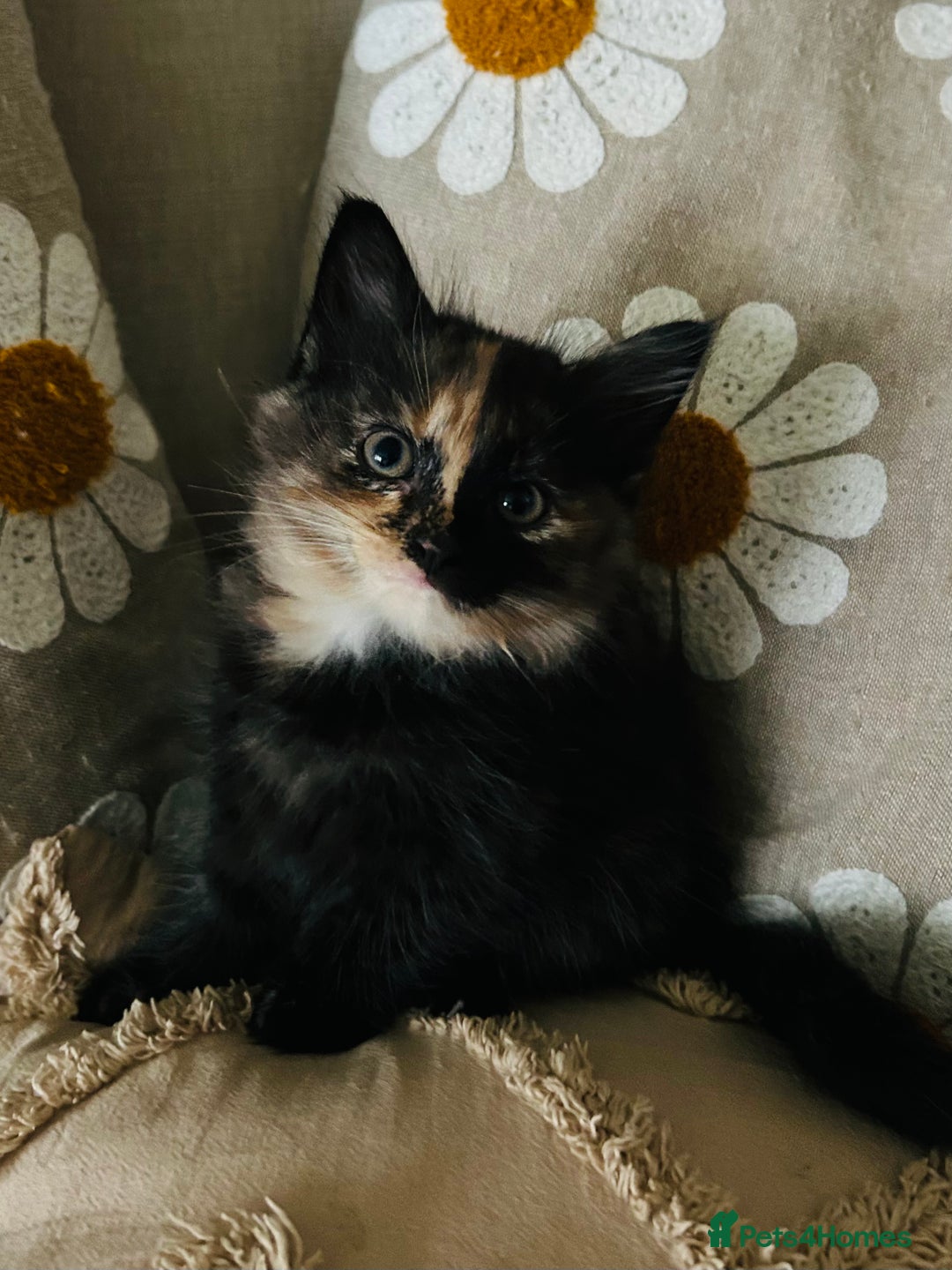 Mixed Breed cats for sale: Fluffy kittens ready on 14th Oct ❤️🧡💛💚💜 - Image 3
