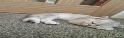 Scottish Fold cats for sale: STUNNING PEDIGREE LITTLE GIRL REMAINING - Advert 10