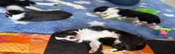 Border Collie dogs for sale: KC registered sport puppies - Advert 2
