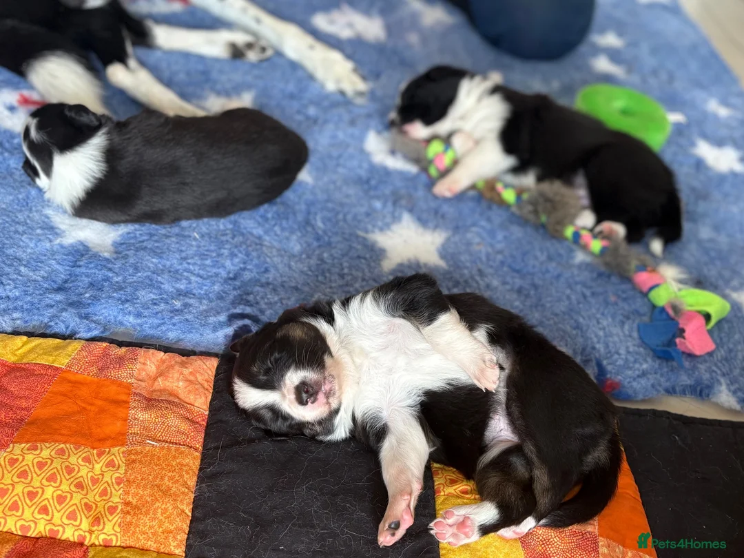 Border Collie dogs for sale: KC registered sport puppies - Advert 2
