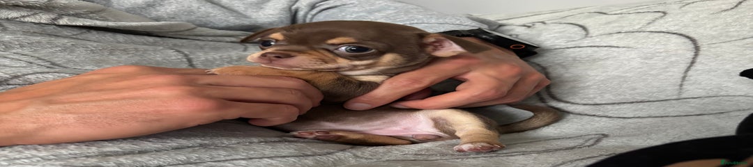 Chihuahua Puppy 2