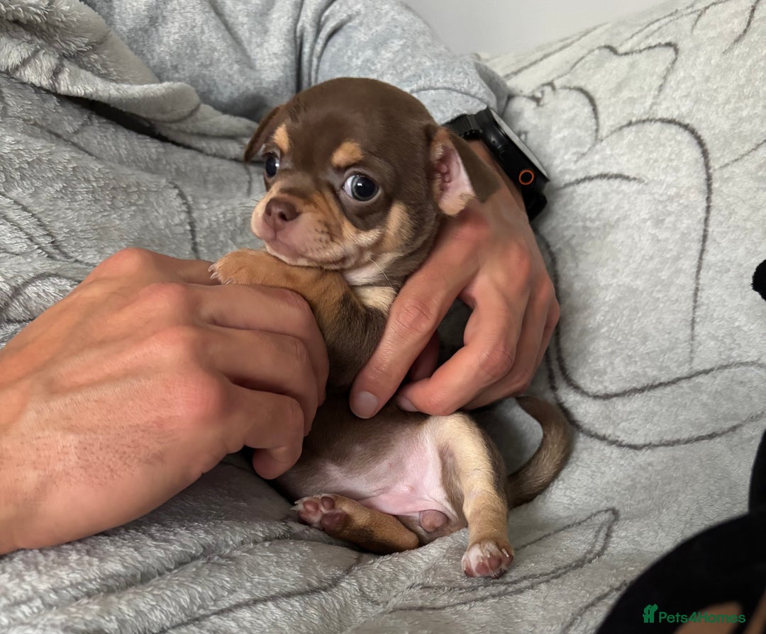 Chihuahua dogs for sale: Smooth Chihuahua puppies  - Image 8