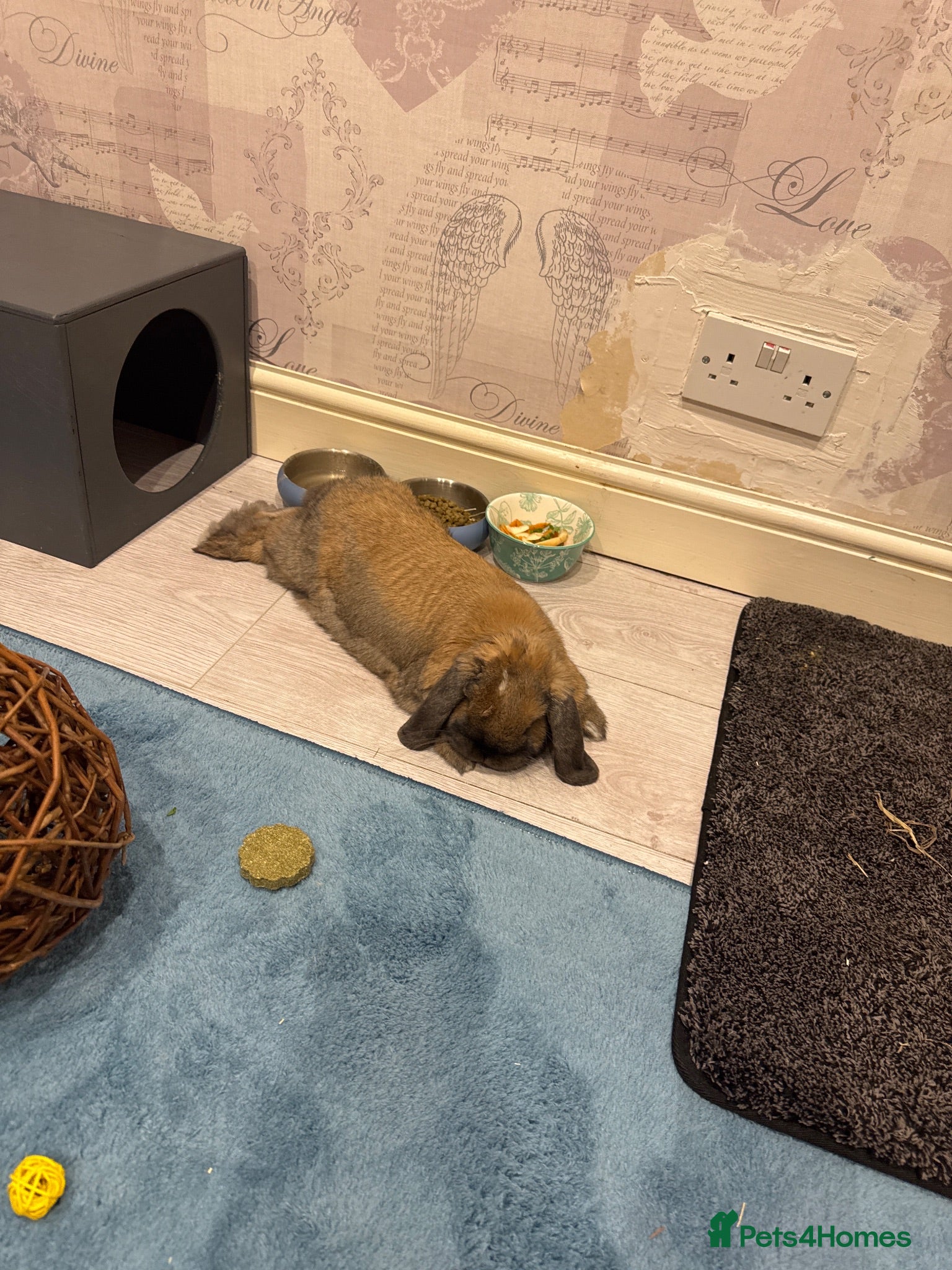 Mini Lop rabbits Lovely 1 Year Old Female Mini Lop – Taffy - Advert 2