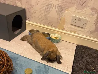 Mini Lop rabbits Lovely 1 Year Old Female Mini Lop – Taffy - Advert 2