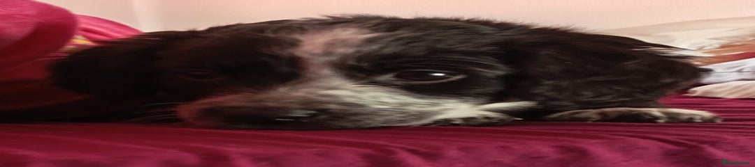  Puppy 1 curly hair 