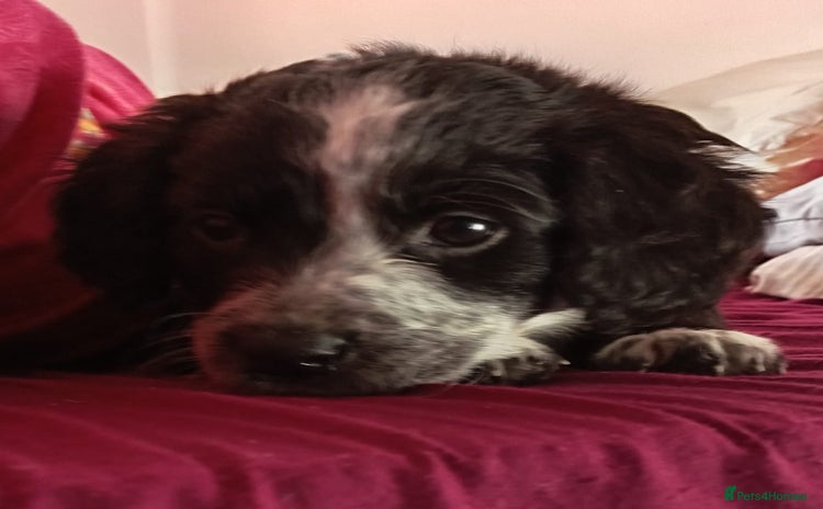 Mixed Breed dogs - Advert 1