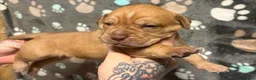 Mastiff dogs for sale: Mastiff hybrids  in Lancing - Advert 18