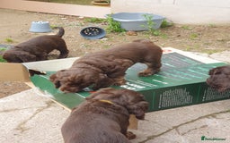 Cocker Spaniel dogs for sale: Working Cocker Spaniels  - Image 3