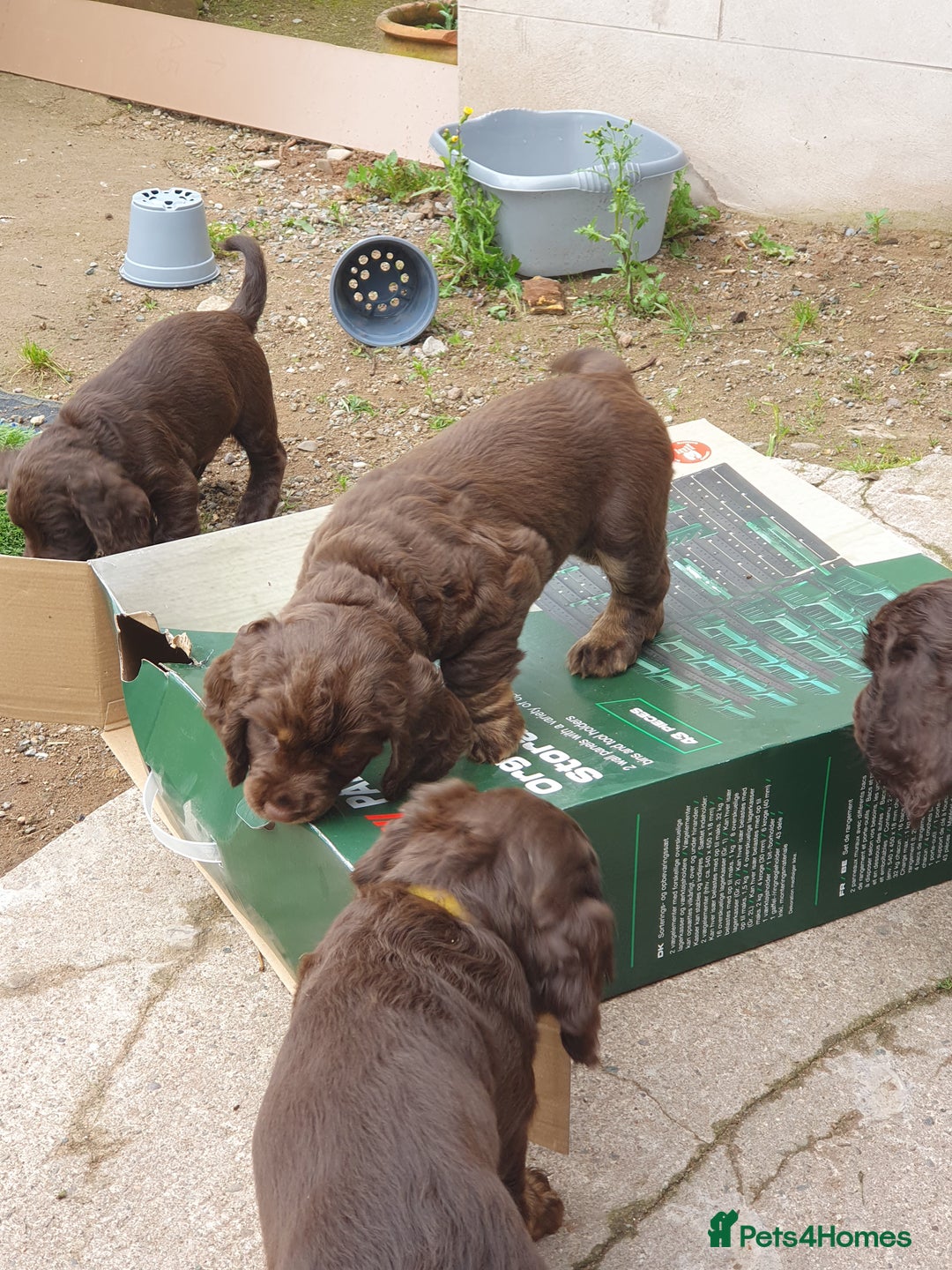 Cocker Spaniel dogs for sale: Working Cocker Spaniels  - Image 3
