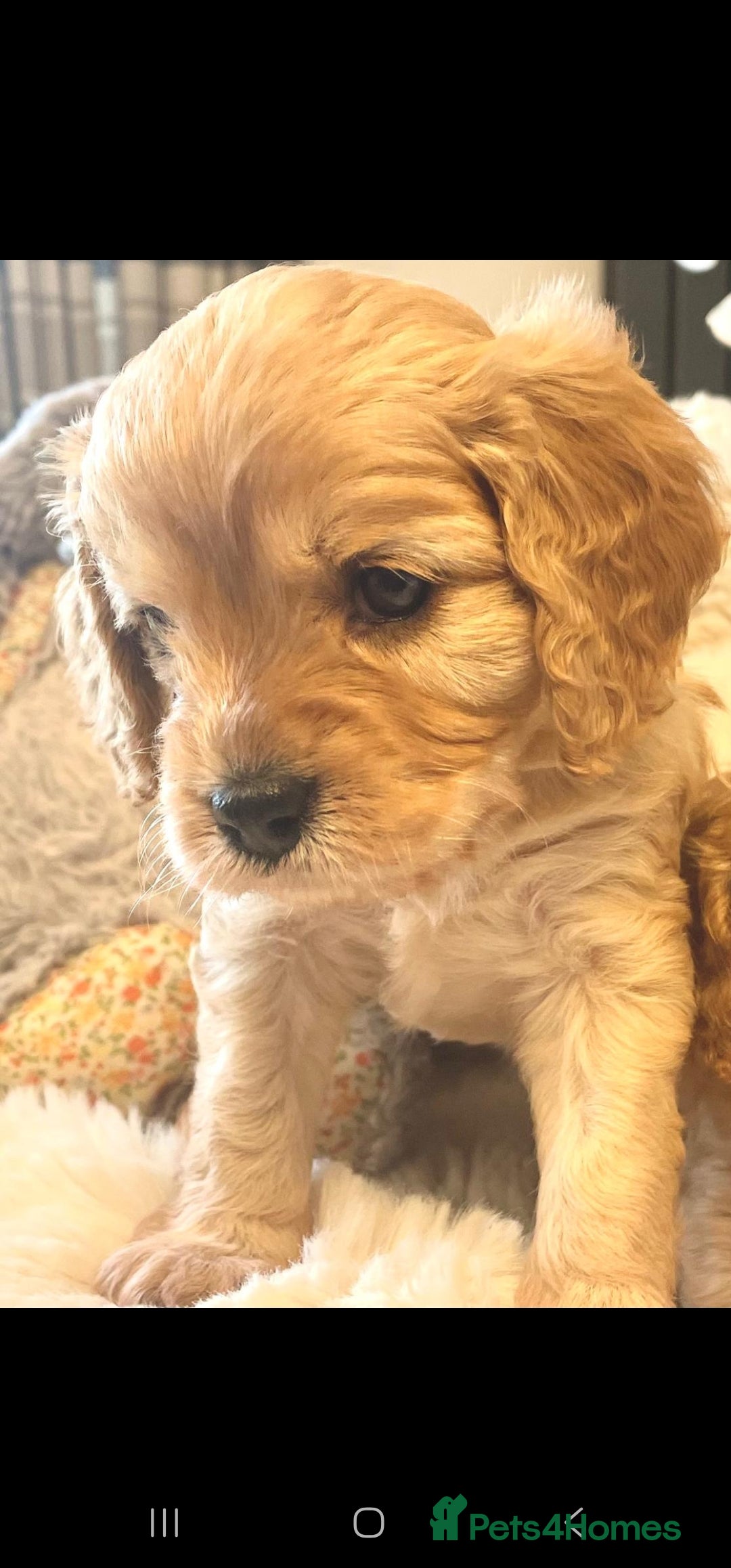 Toy Poodle dogs for stud: Toy poodle stud boy  in Blackburn - Advert 28