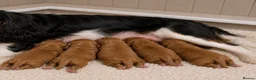 Cavapoo dogs for sale: Cavapoo Puppies  - Advert 3