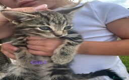 Mixed Breed cats for sale: 4 gorgeous kittens  - Image 3