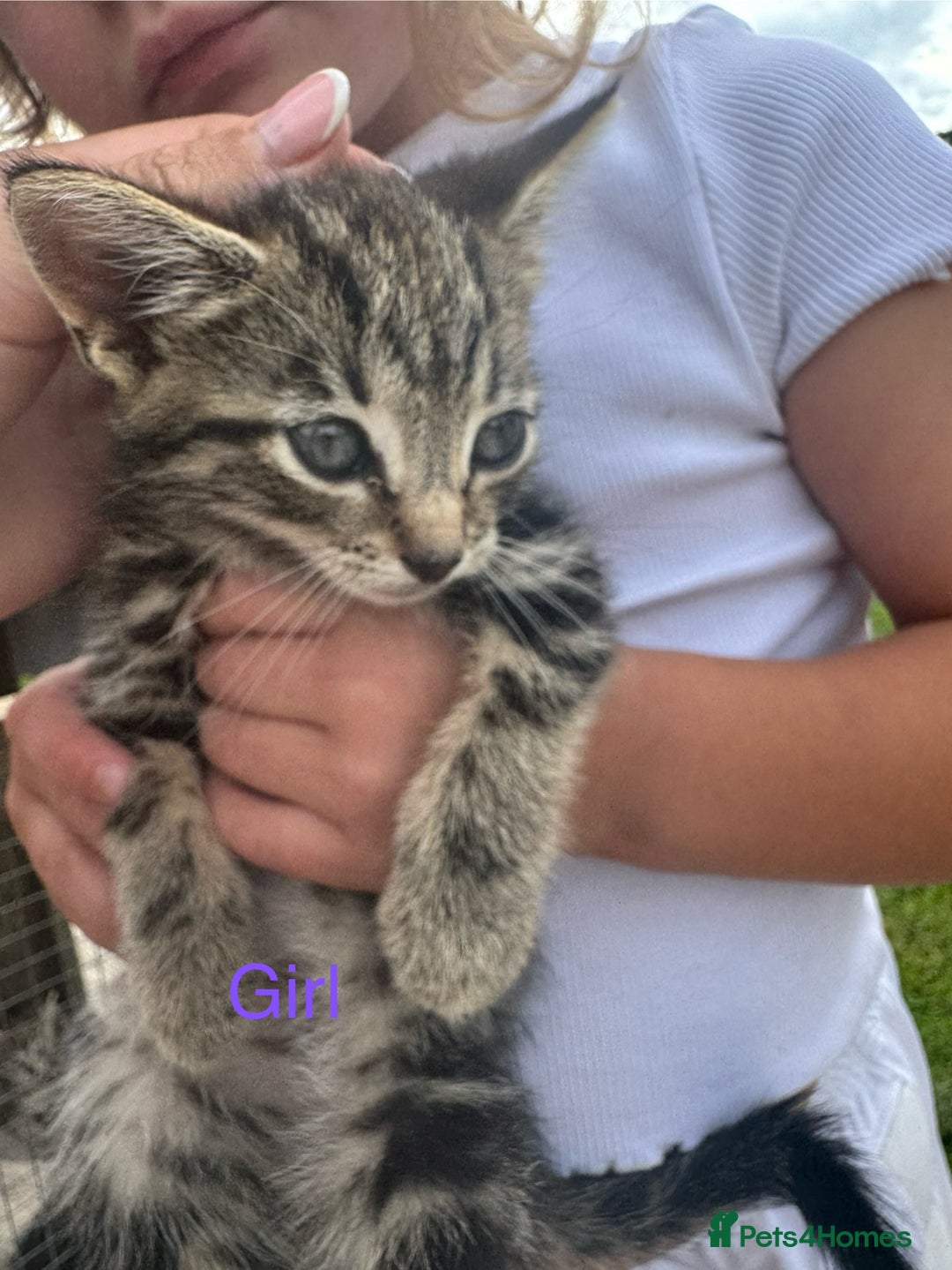 Mixed Breed cats for sale: 4 gorgeous kittens  - Image 3