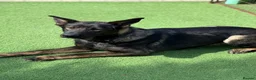 German Shepherd dogs for sale: Czech Working Line Gsd Female, KC Reg, BH-VT title - Advert 4