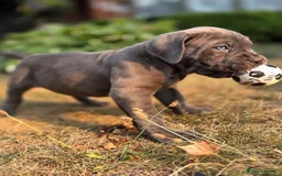 Cane Corso dogs for sale:  Stunning Cane Corso Puppies Ready - Image 4