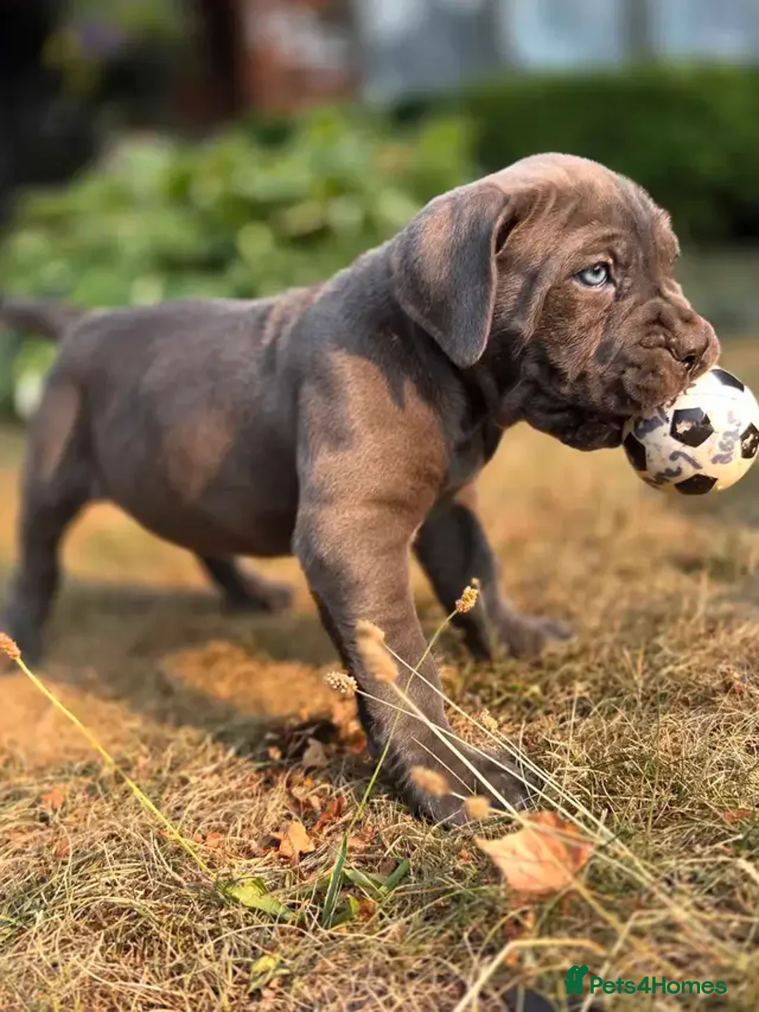 Cane Corso dogs for sale:  Stunning Cane Corso Puppies Ready - Image 4