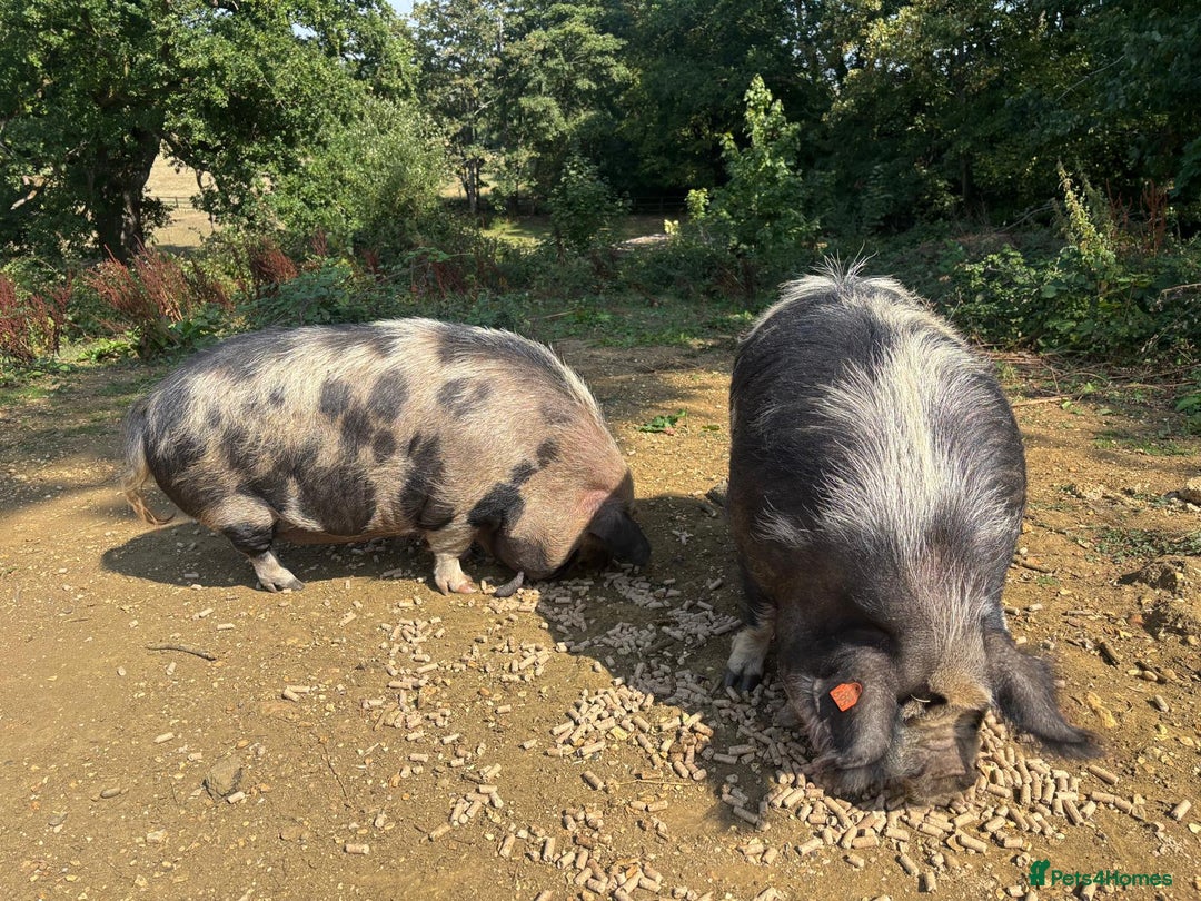 Pig livestock for sale: 2 very friendly female Kune Kune pigs!  - Image 4