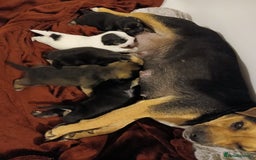 Jack Russell dogs for sale: Jack Russell/Pug puppies  - Image 10