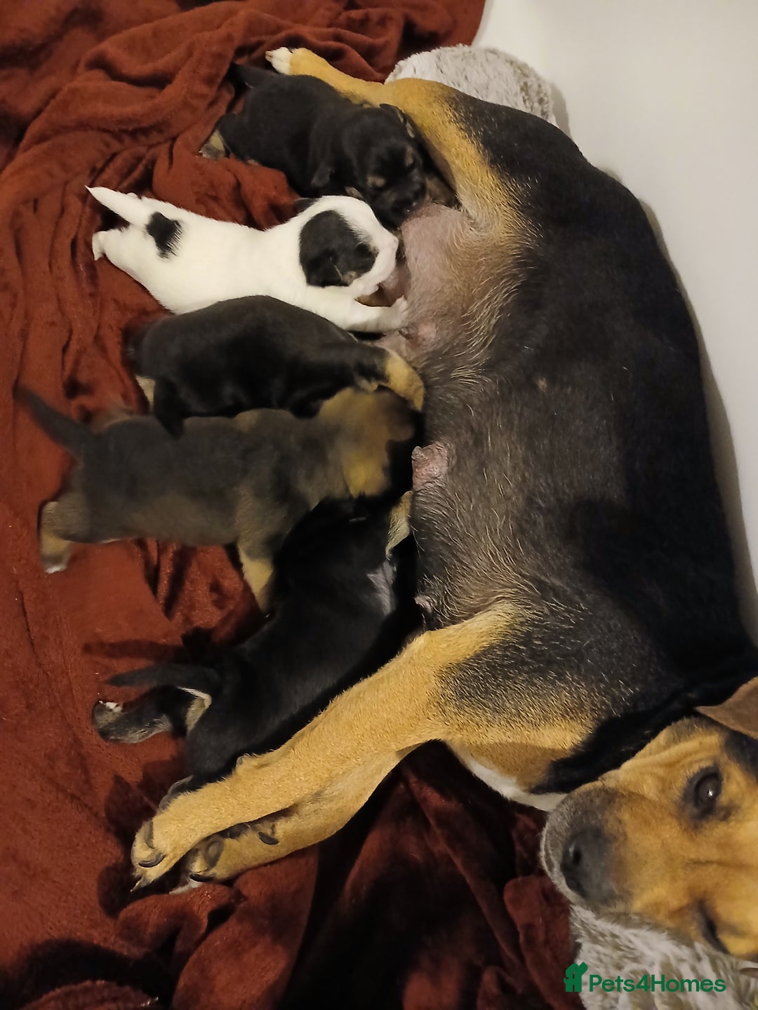 Jack Russell dogs for sale: Jack Russell/Pug puppies  - Image 10