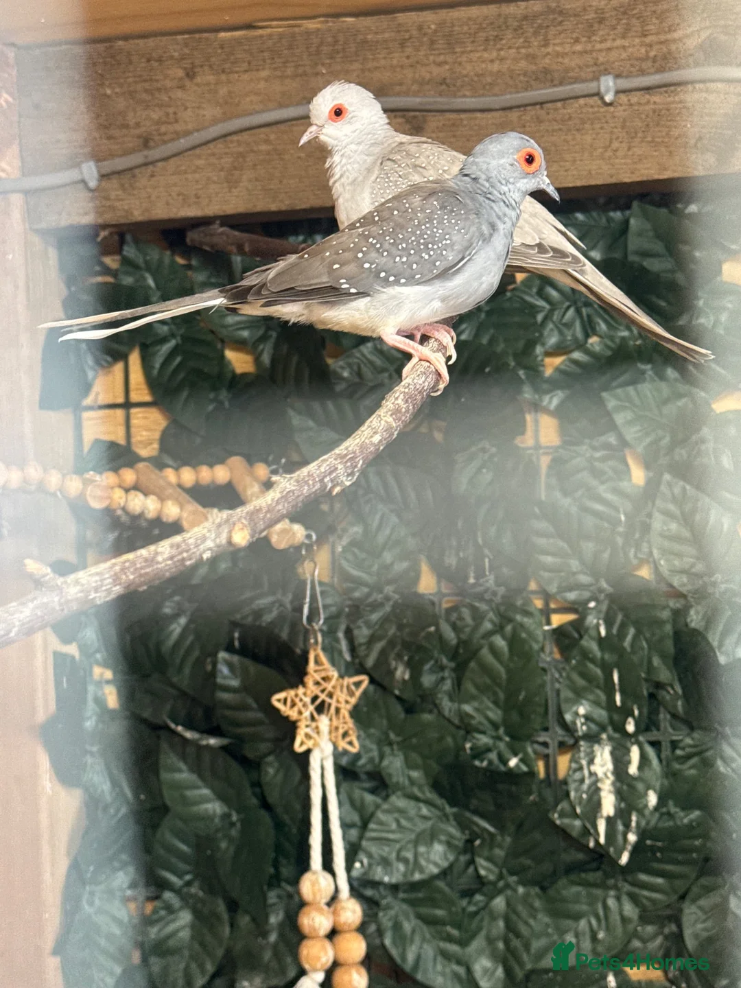 Doves birds for sale: Proven pair of diamond doves  in Tonbridge - Advert 3