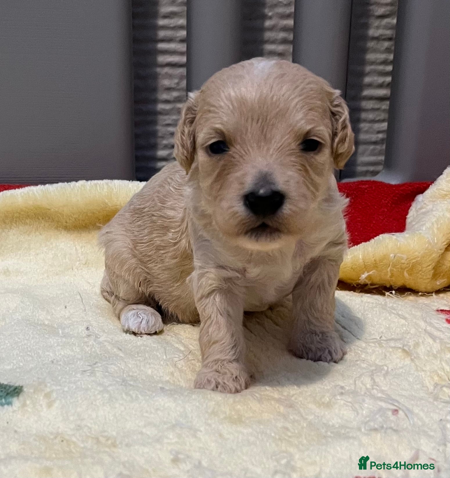 Cockapoo dogs F1b cockapoos - Advert 17