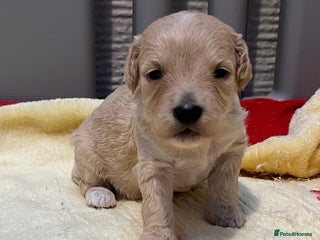 Cockapoo dogs F1b cockapoos - Advert 17