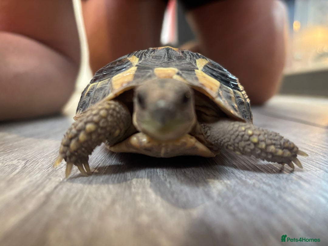 Hermann Tortoise reptiles for sale: Dwarf tortoise looking for a loving home  - Image 8