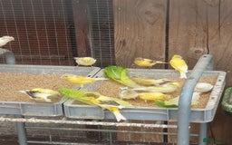 Canaries birds for sale: Canaries - Image 5