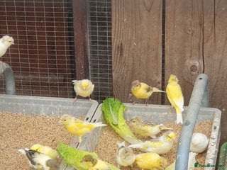 Canaries birds - Advert 37