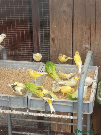 Canaries birds - Advert 4