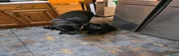 Mixed Breed dogs for sale: ONLY 3 LEFT - Corsodors - Labrador X Corso Puppies - Advert 4