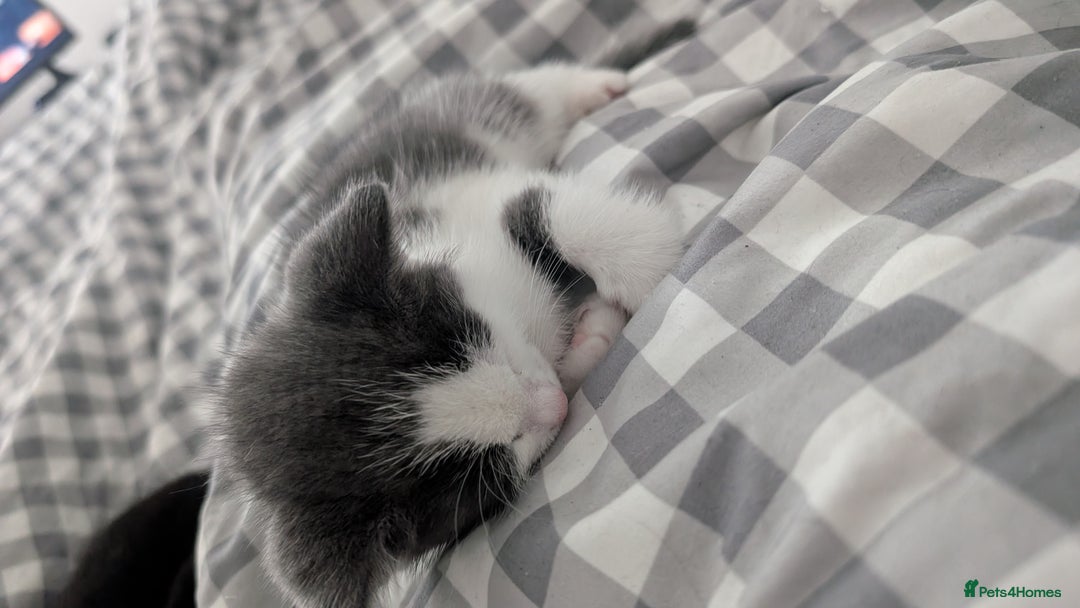 Mixed Breed cats for sale: Duo Kittens - Image 10