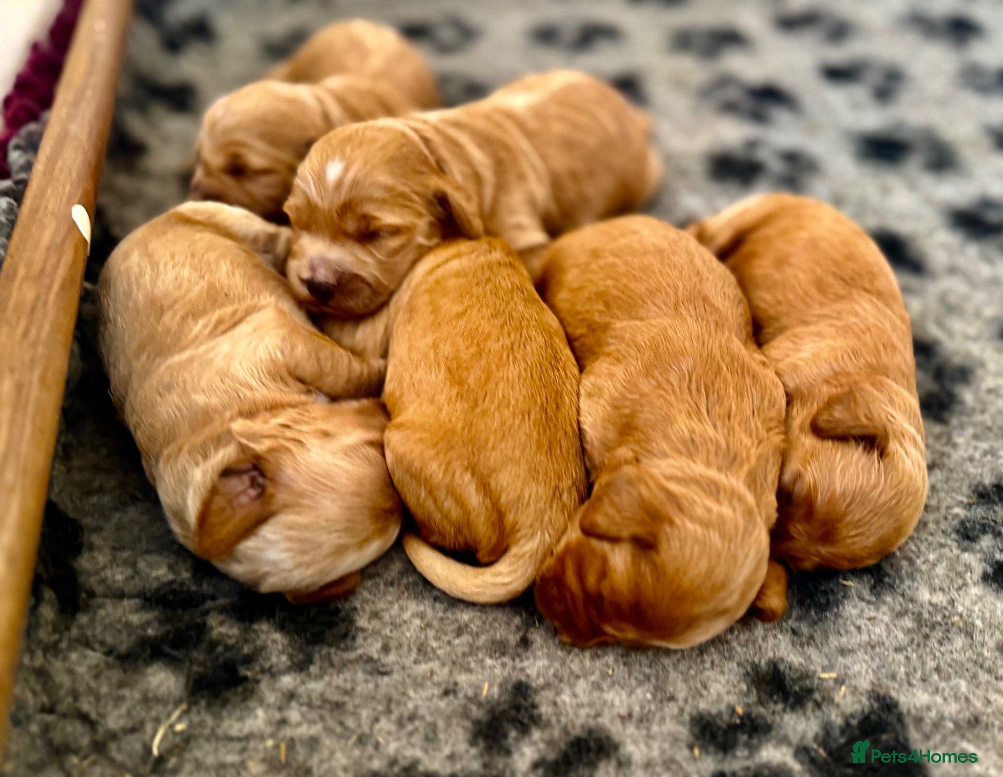 Cockapoo dogs Exceptional family pets top quality cockapoo’s - Advert 1