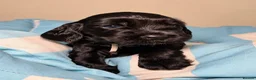 Cocker Spaniel dogs for sale: Stunning KC Show Cocker Spaniel - Advert 2
