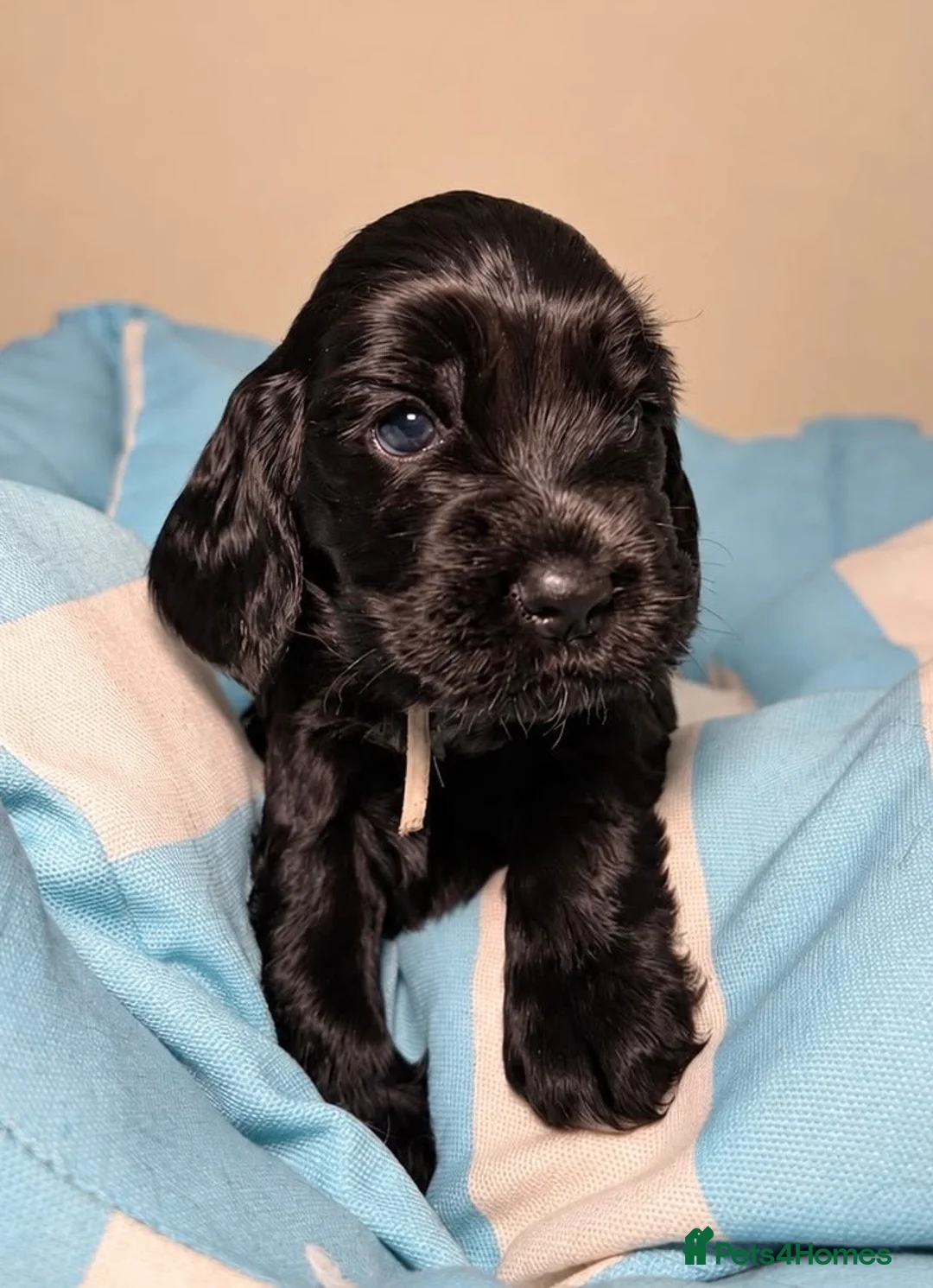 Cocker Spaniel dogs for sale: Stunning KC Show Cocker Spaniel - Advert 2