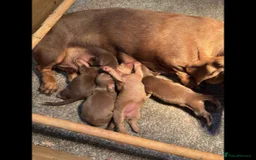 Dachshund dogs for sale: dachshund puppies - Image 1