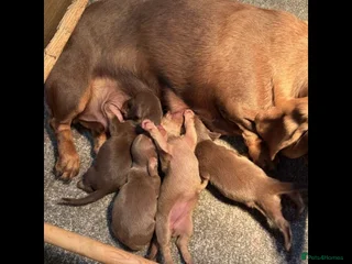 Dachshund dogs for sale - Advert 1