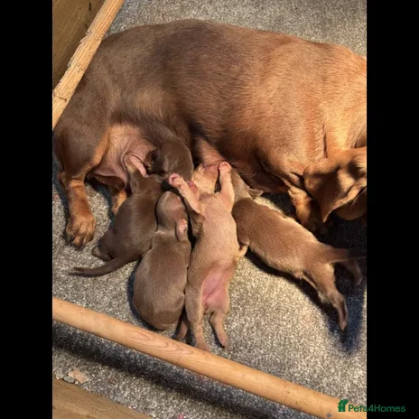 Dachshund dogs - Advert 2