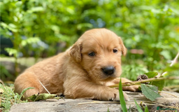 Golden Retriever dogs for sale: Beautiful Golden Retriever Puppies – Family Raised - Image 2