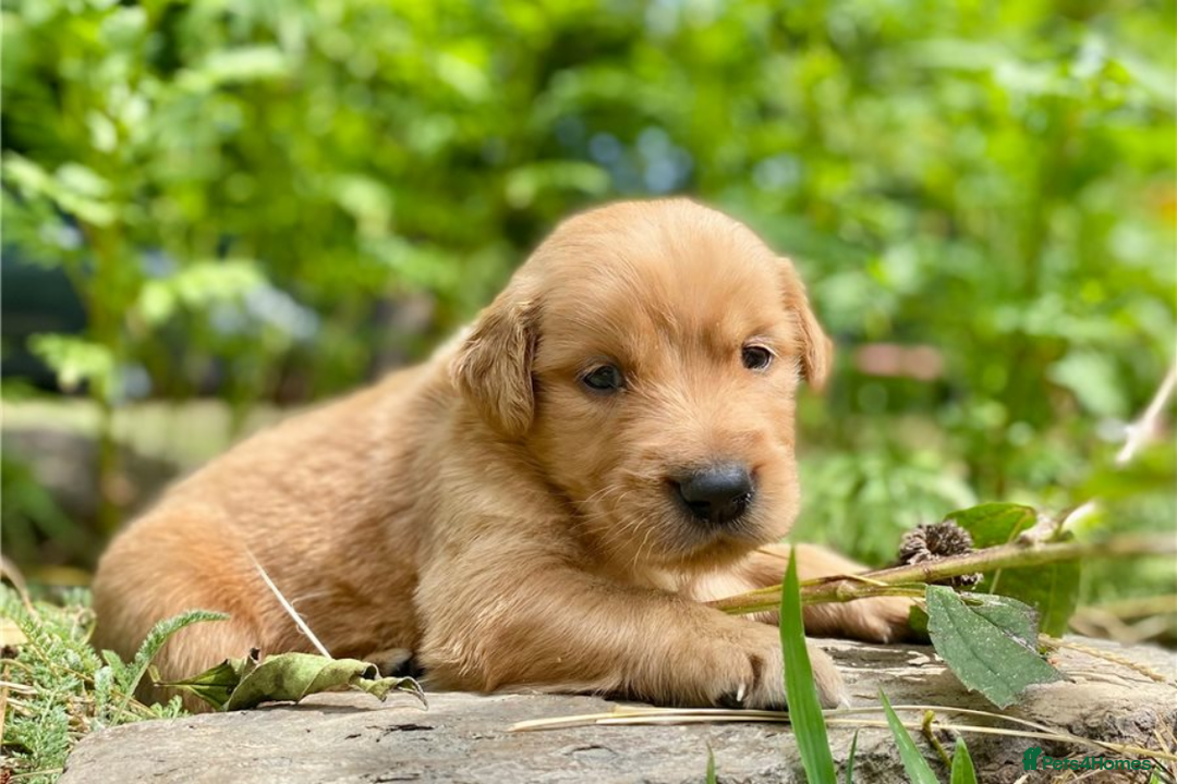 Golden Retriever dogs for sale: Beautiful Golden Retriever Puppies – Family Raised - Image 2
