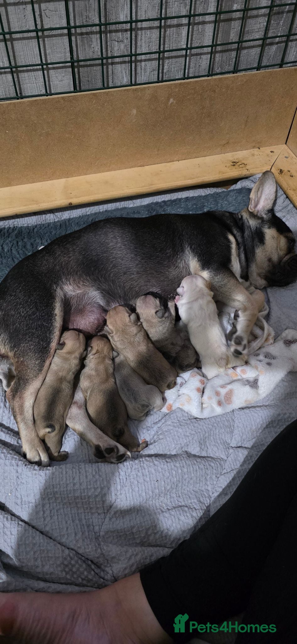 French Bulldog dogs French bulldog puppies. - Advert 2